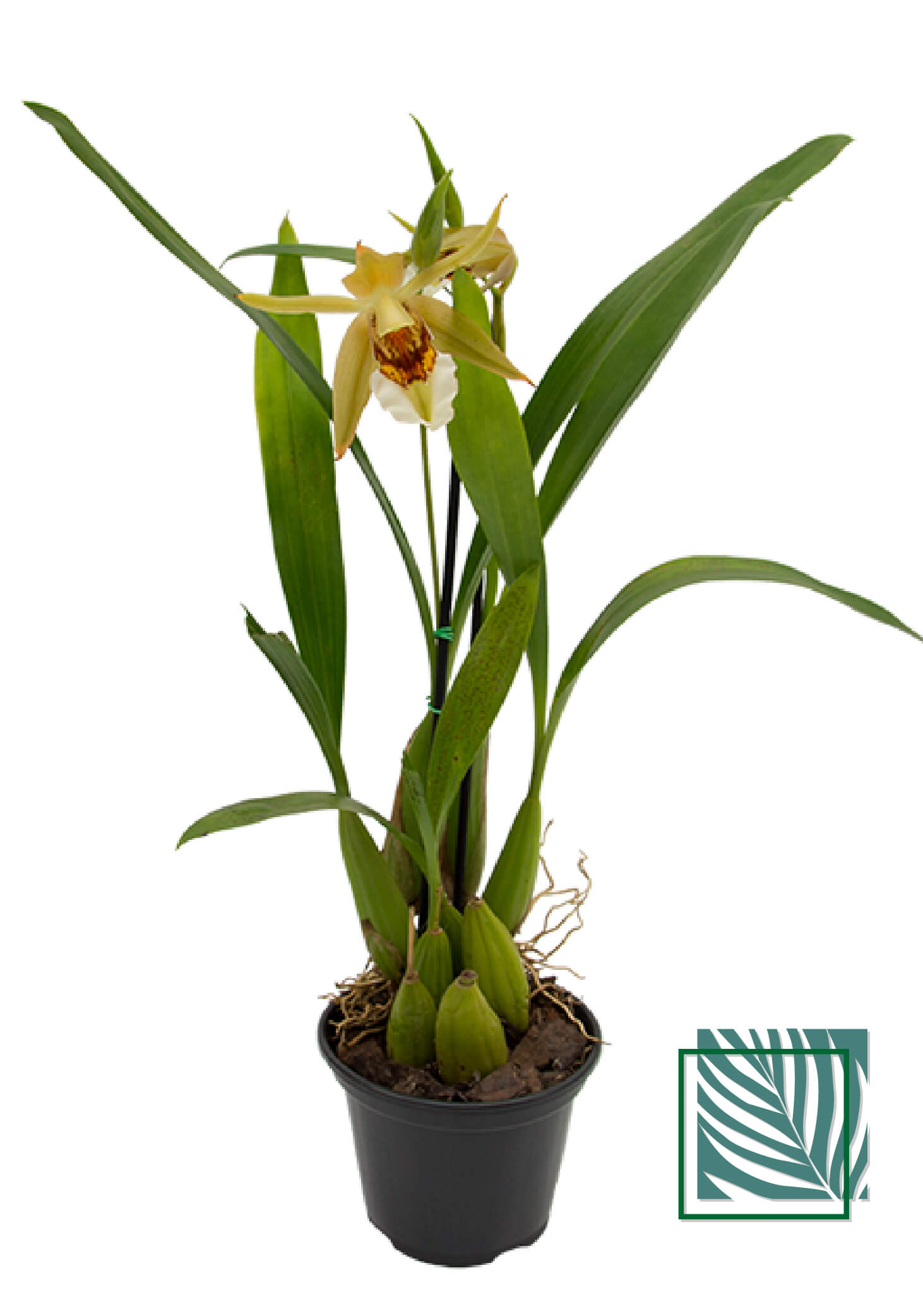 Orquidea Cattleya - Natureza Urbana: Sofisticação Sustentável