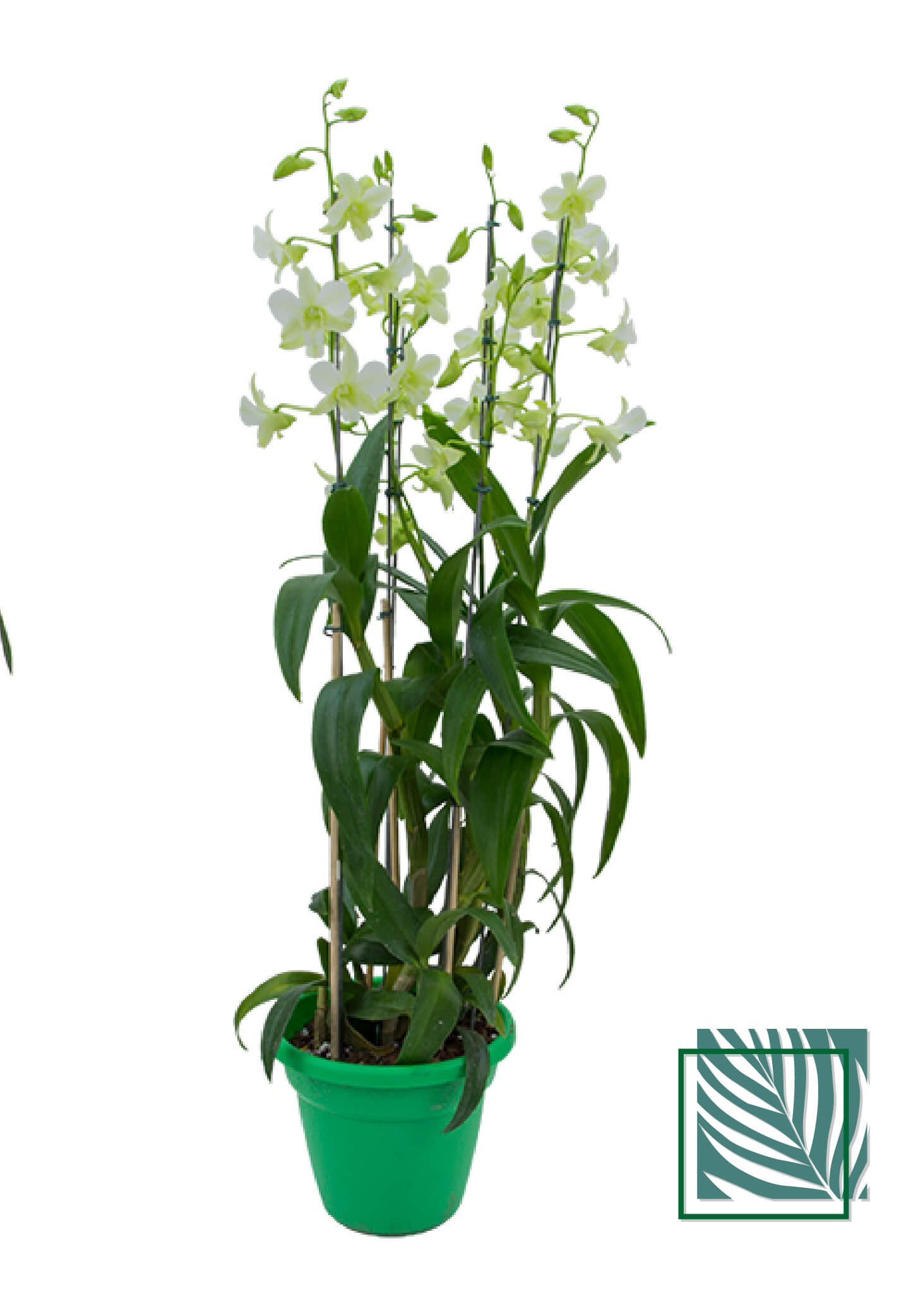 Orquídea Denphalaen - Natureza Urbana: Sofisticação Sustentável