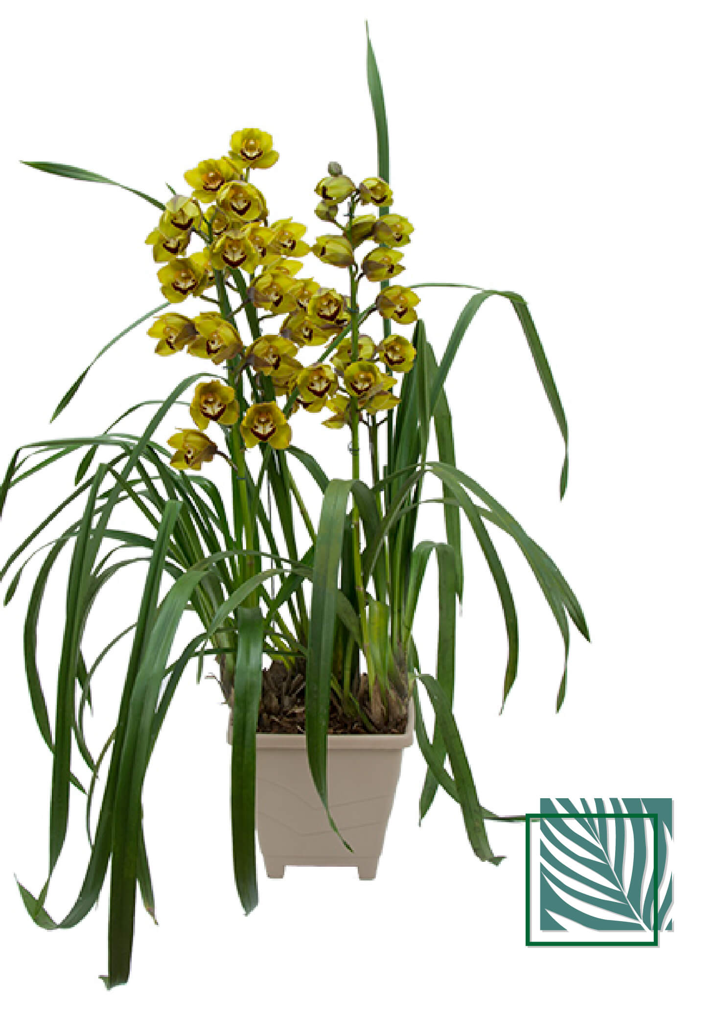 Orquídea Cymbidium - Natureza Urbana: Sofisticação Sustentável